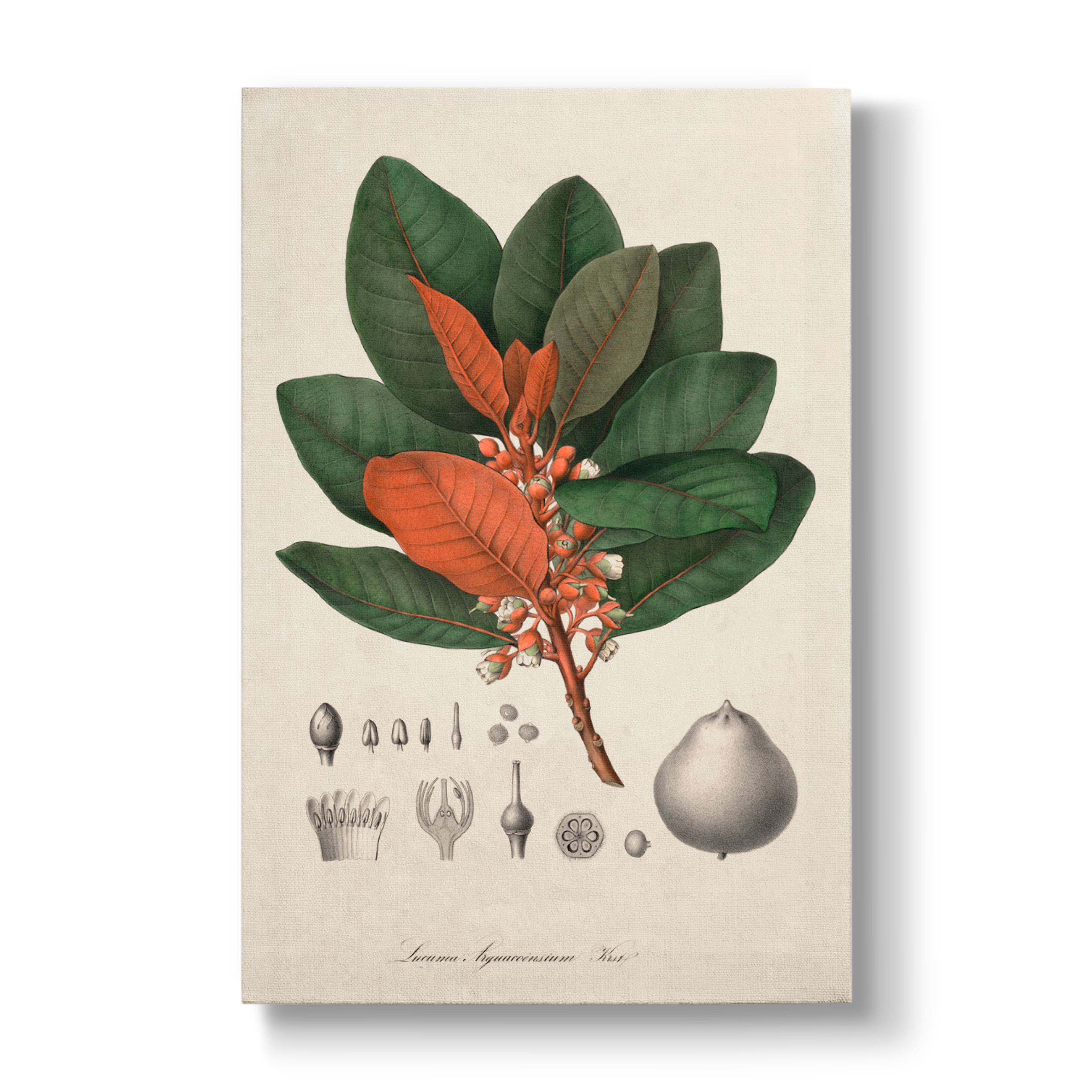 Lucuma Arguacoënsium - Botanical Print