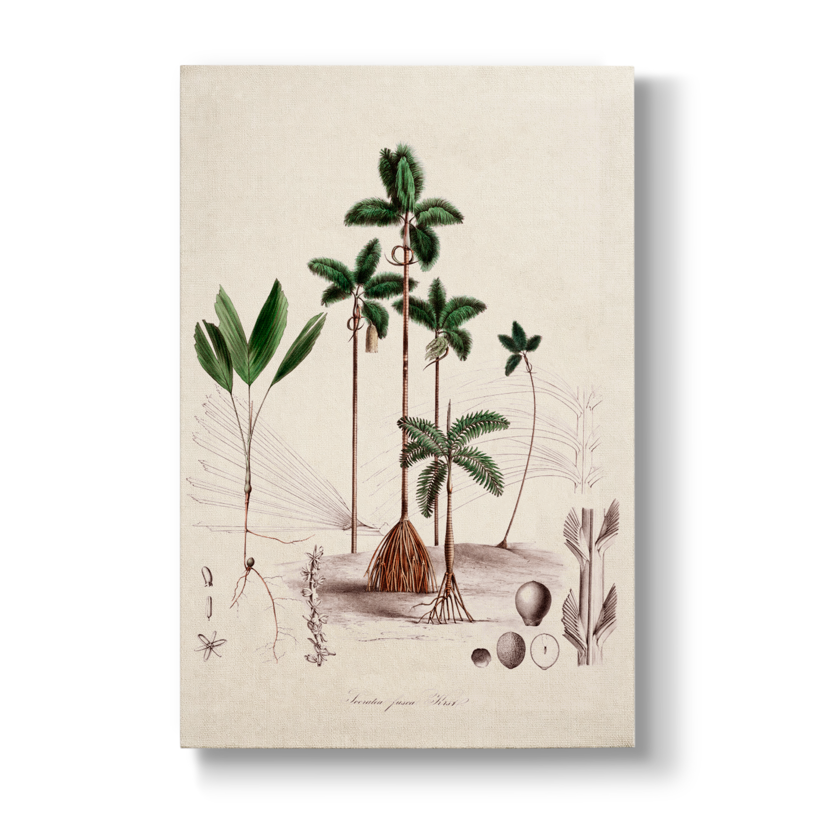 Dictyocaryum fuscum - Botanical Print