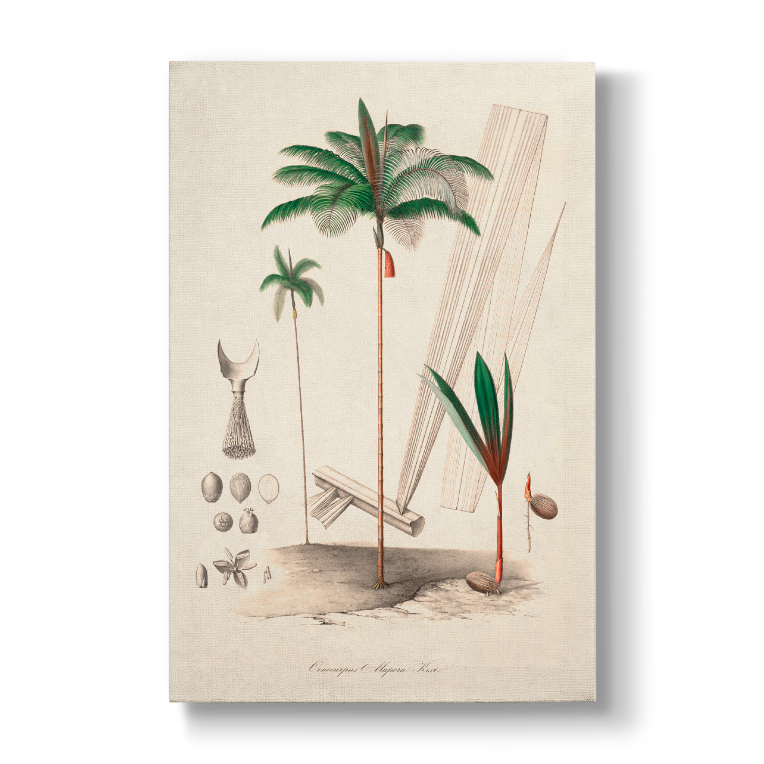 Oenocarpus Mapora- Botanical Print