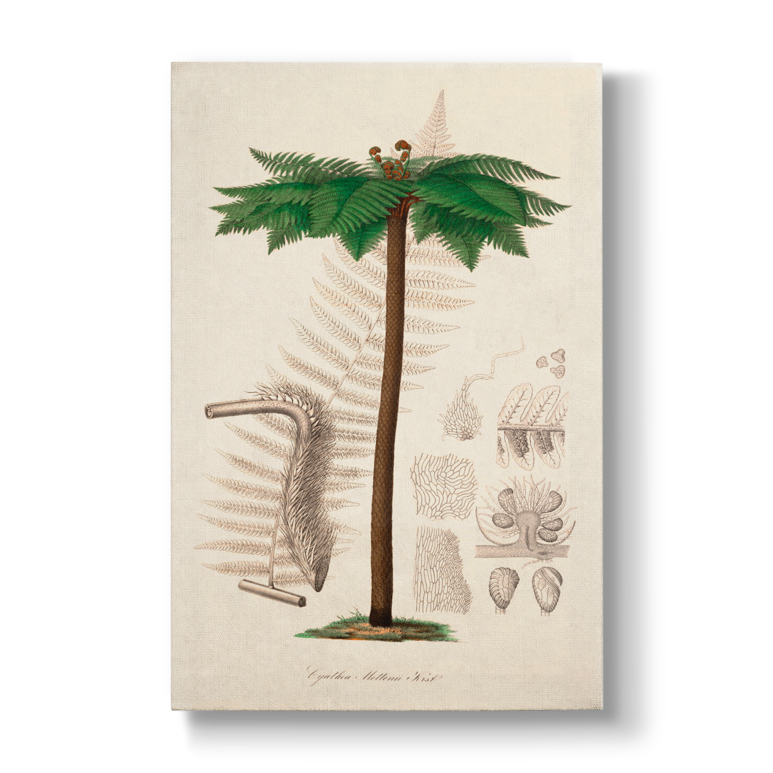 Cyathea Mettenii - Botanical Print