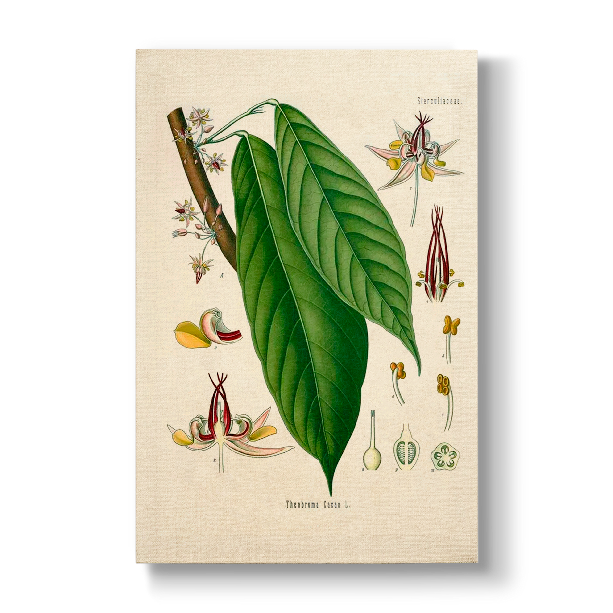 Sterculiaceae - Botanical Print