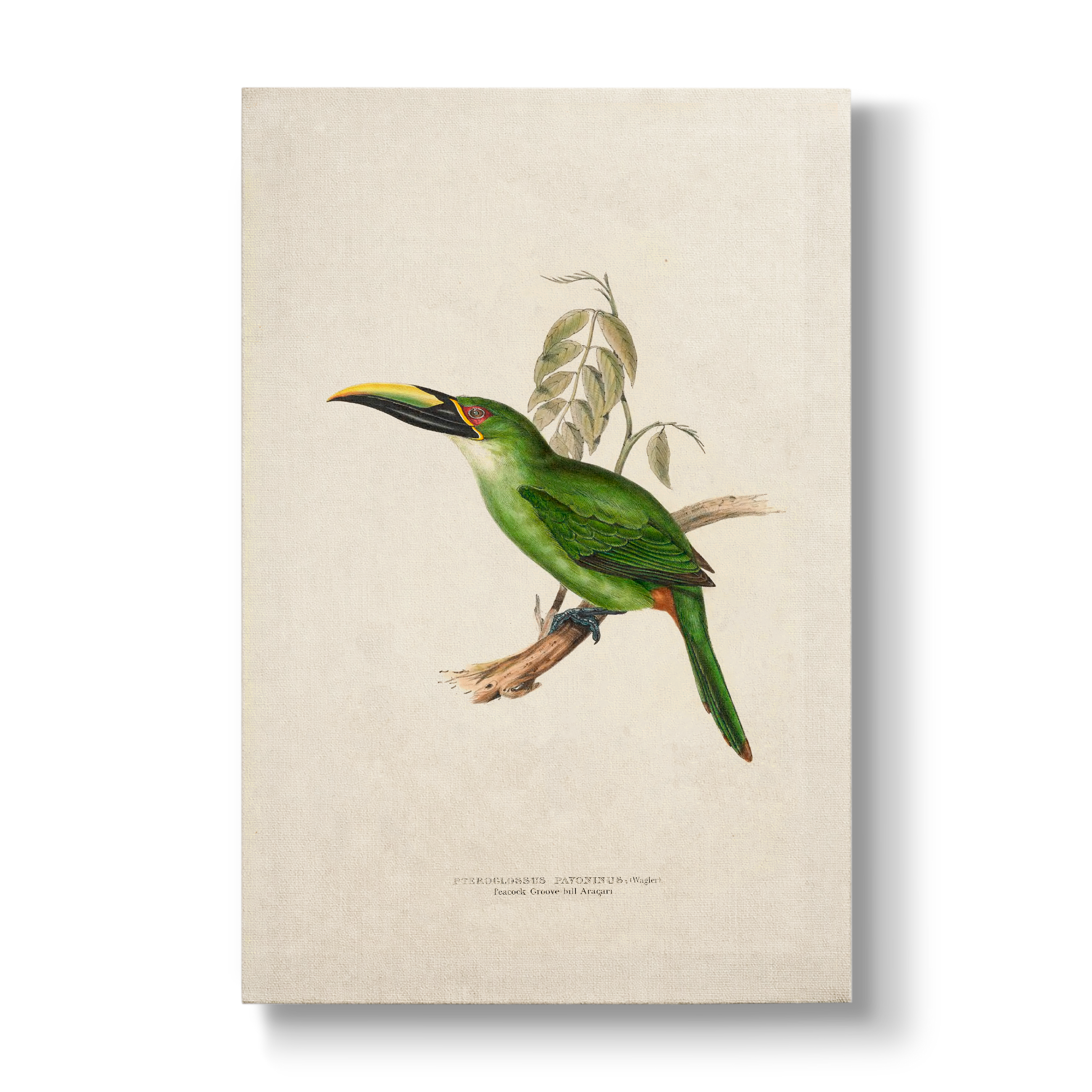 Peacock Groove-billed Aracari - Botanical Print