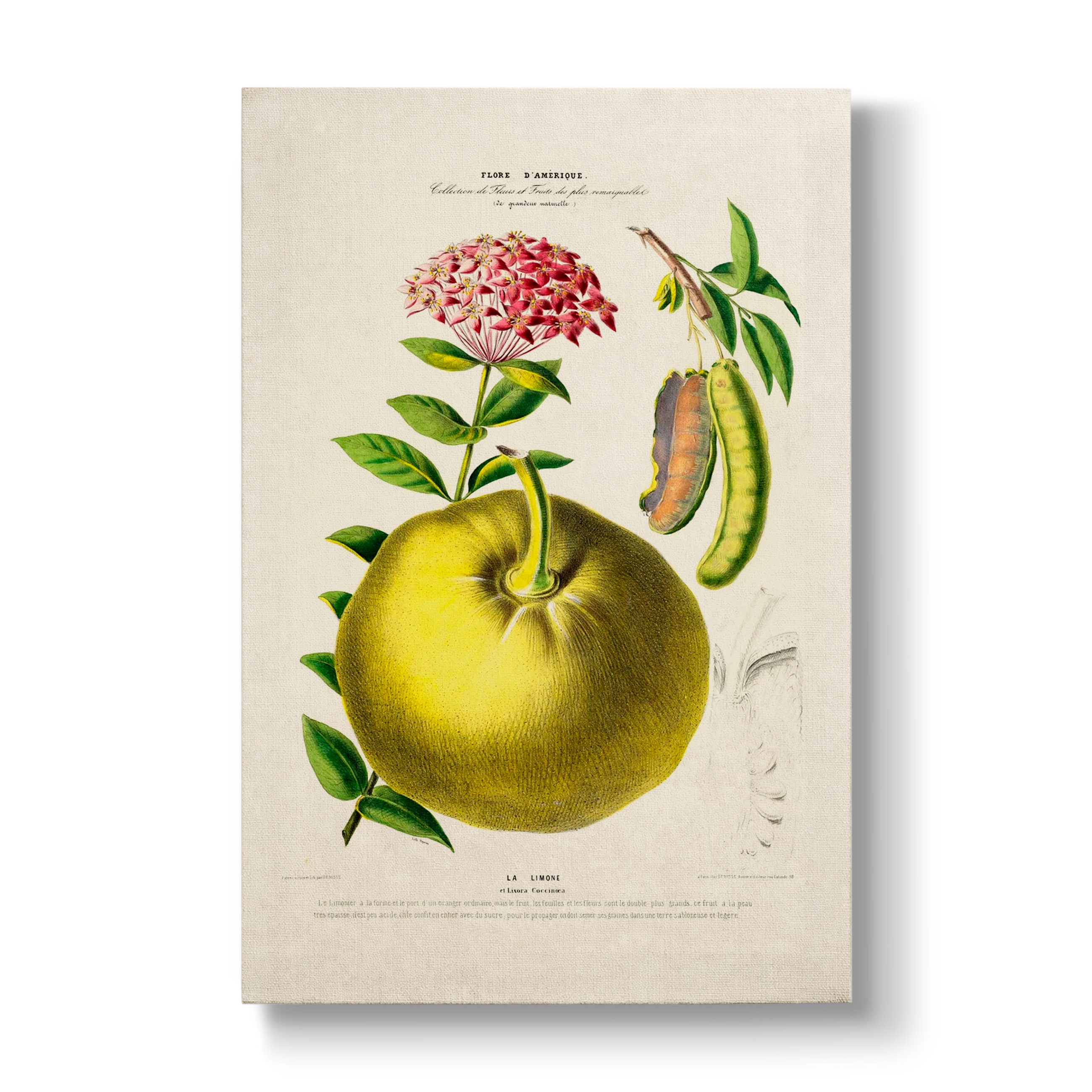 Citrus limon & Ixora coccinea - Botanical Print