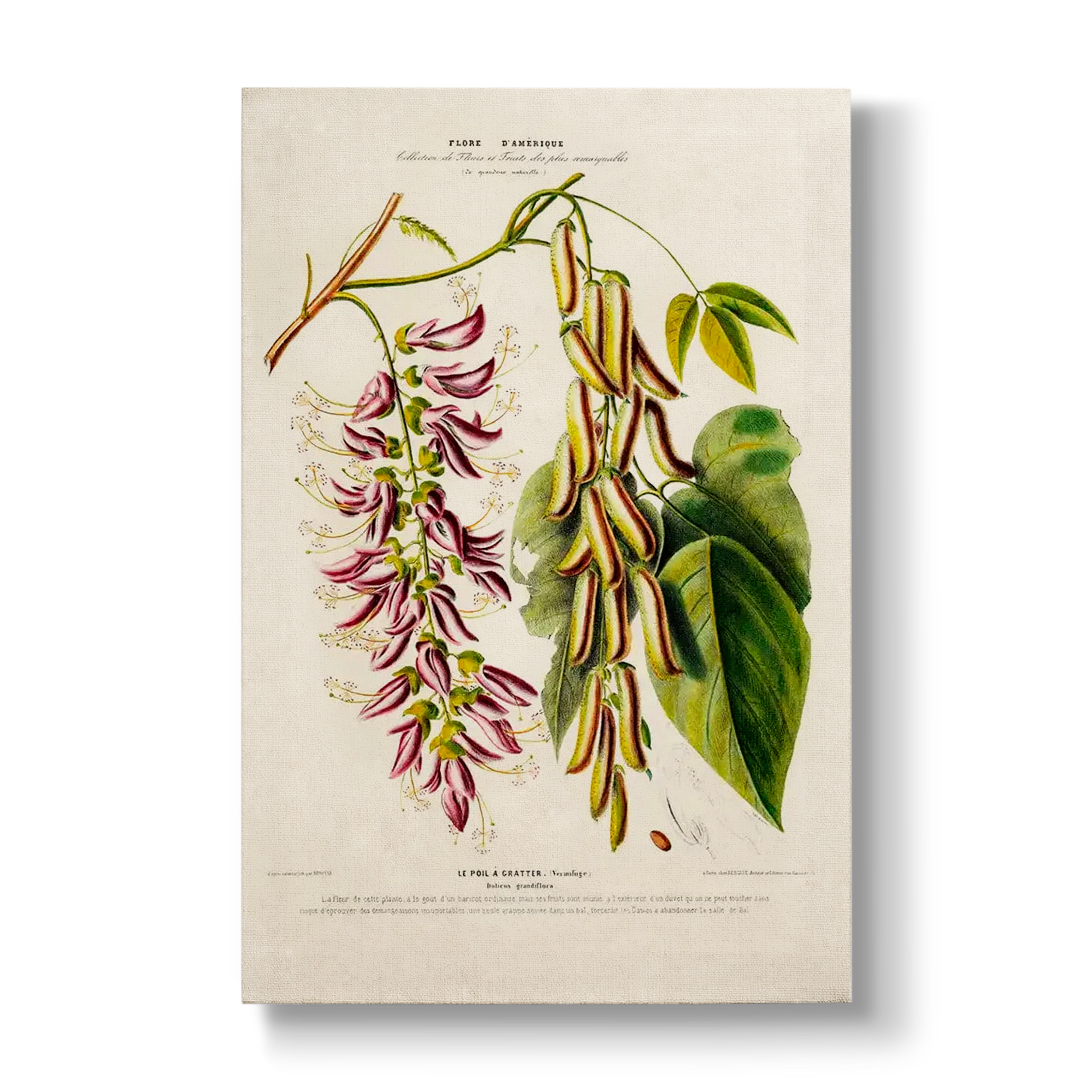 Dolicos grandiflora - Botanical Print