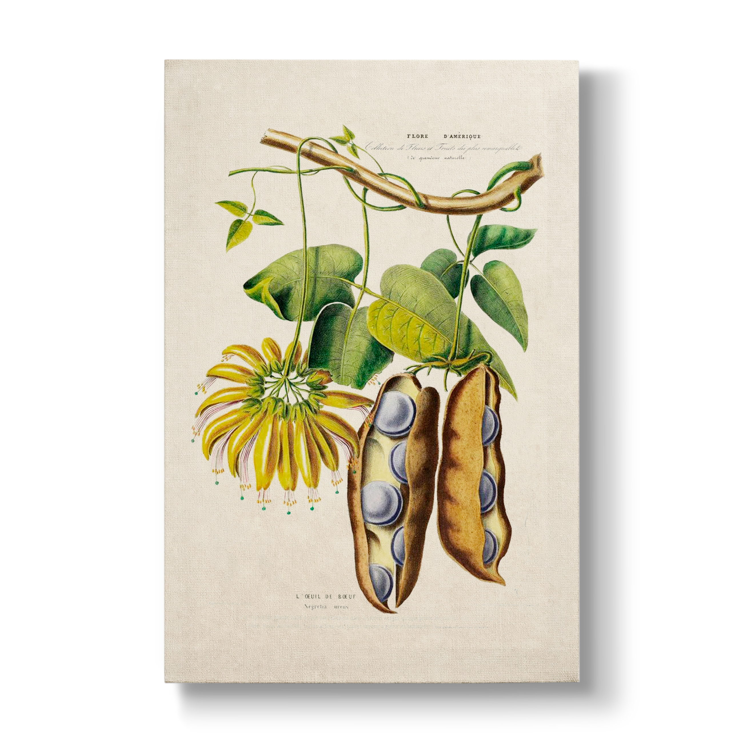 Negretia urens - Botanical Print