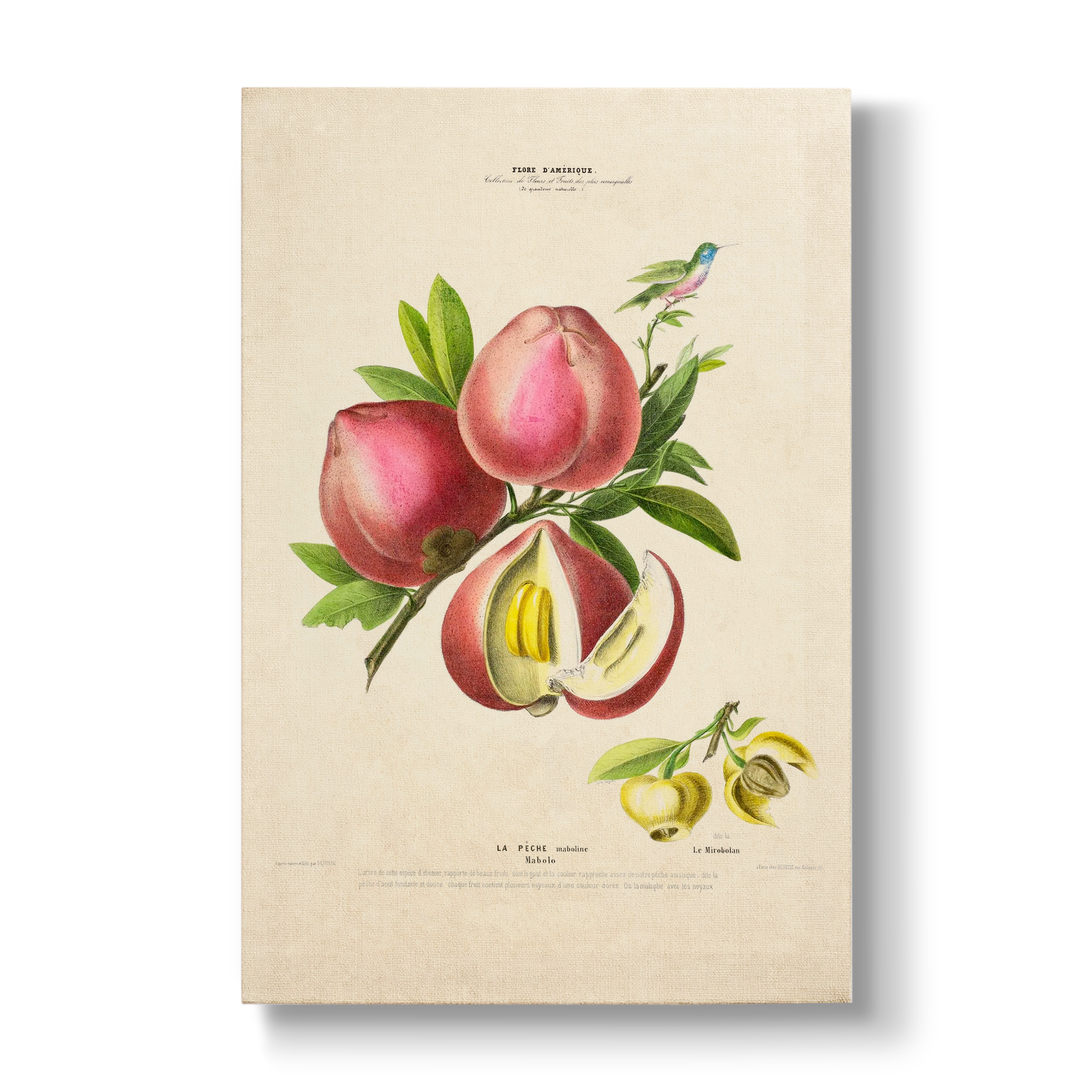 Diospyros blancoi - Botanical Print