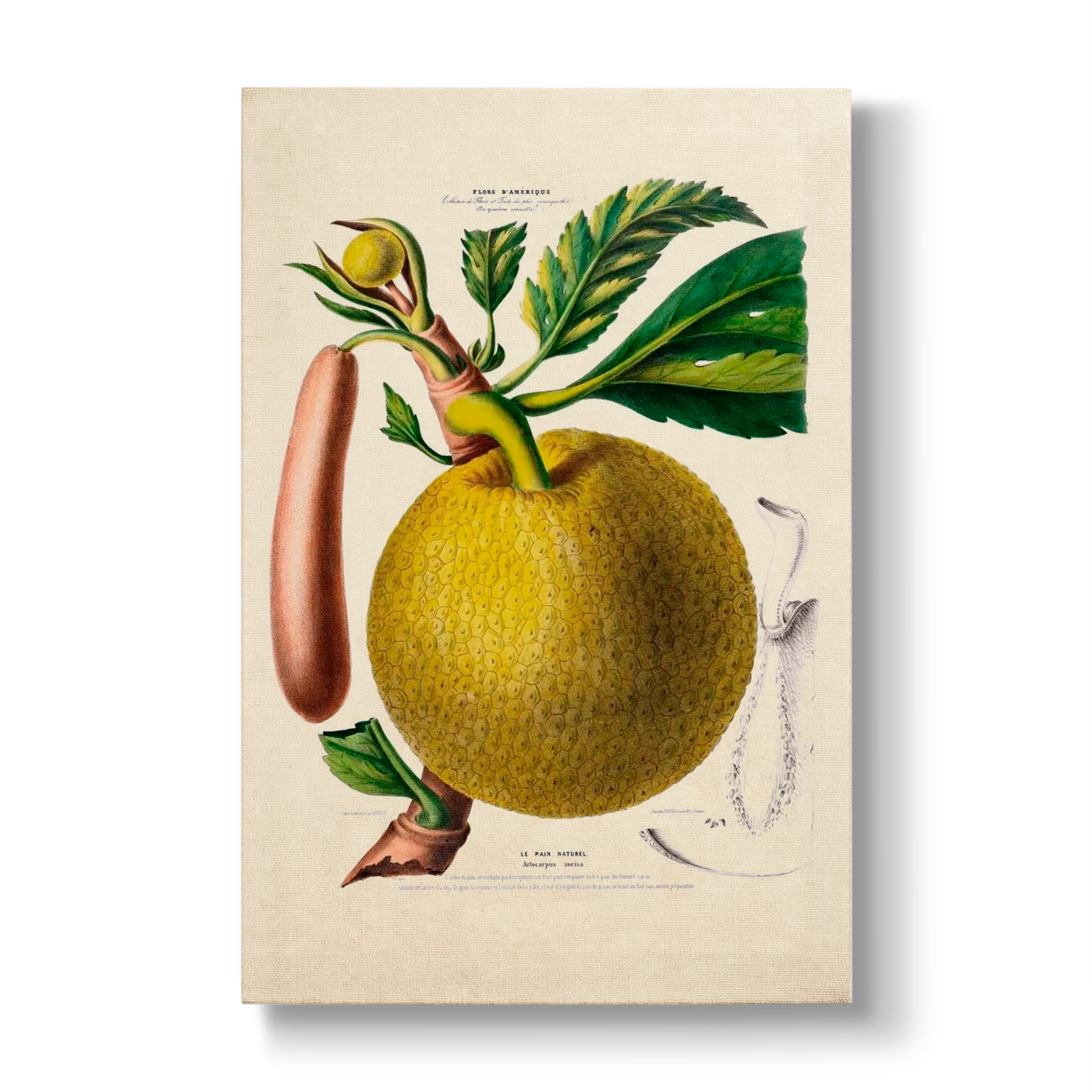Artocarpus incisa - Botanical Print