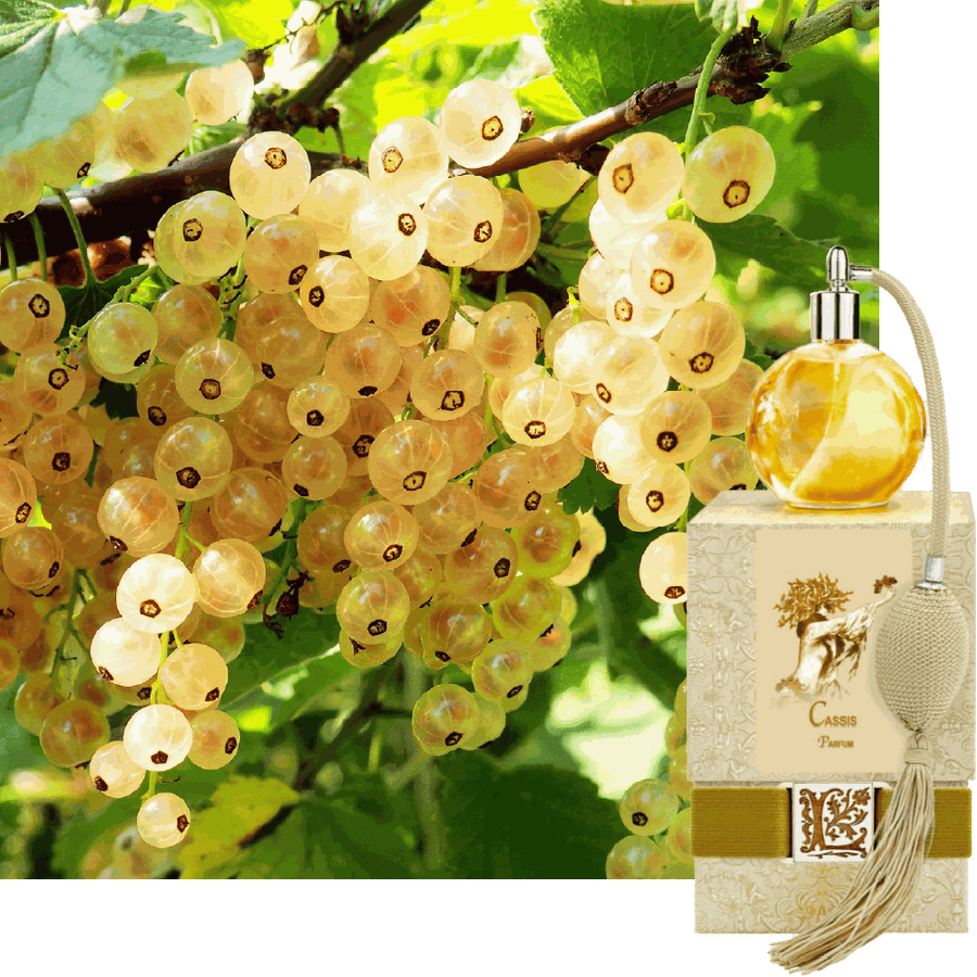 Cassis