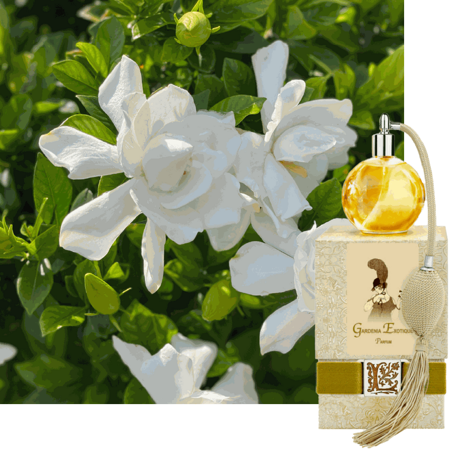 Gardenia Exotique
