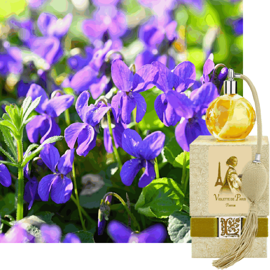 Violette de Paris
