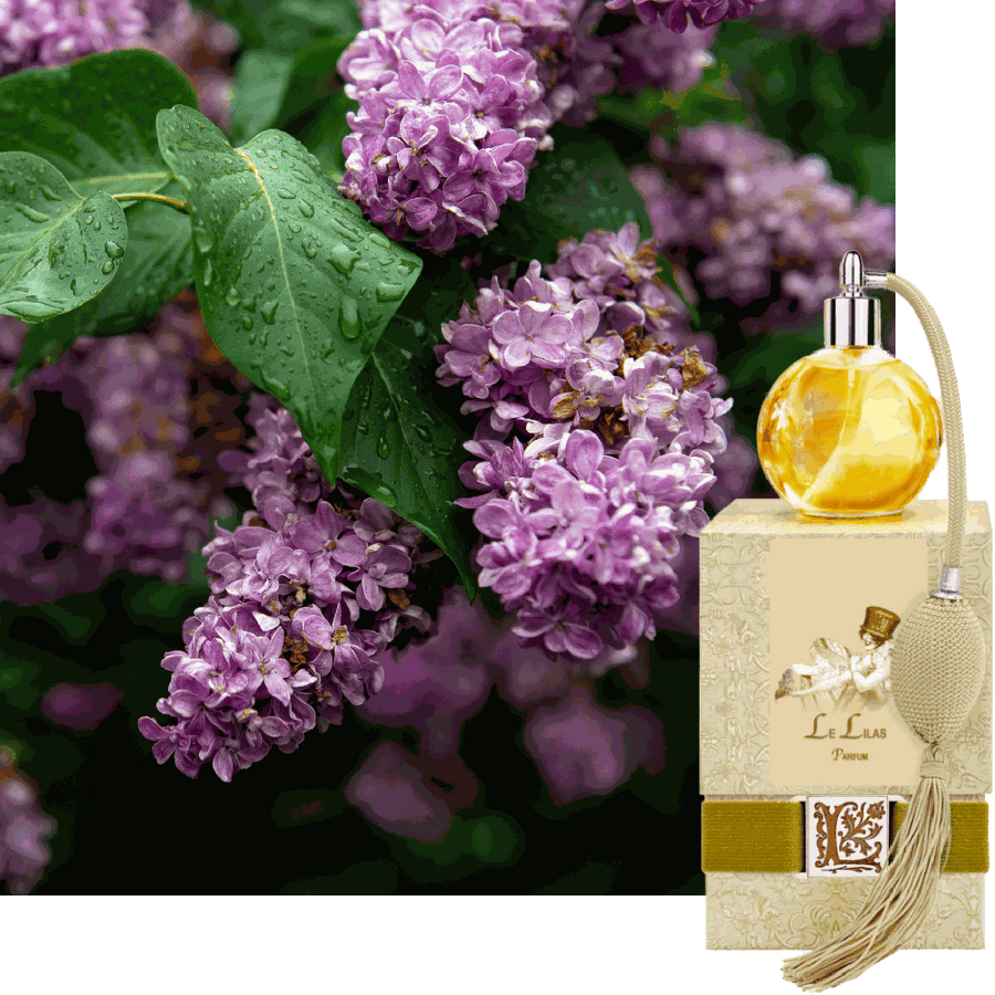 Le Lilas / Lilac