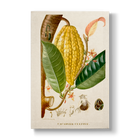 Cacaoyer Cultivé - Botanical Print