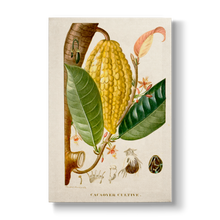 Cacaoyer Cultivé - Botanical Print