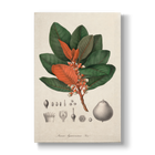 Lucuma Arguacoënsium - Botanical Print