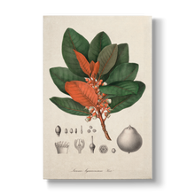 Lucuma Arguacoënsium - Botanical Print