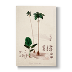 Deckeria cornuta - Botanical Print