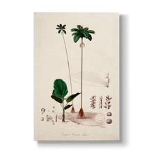 Deckeria cornuta - Botanical Print