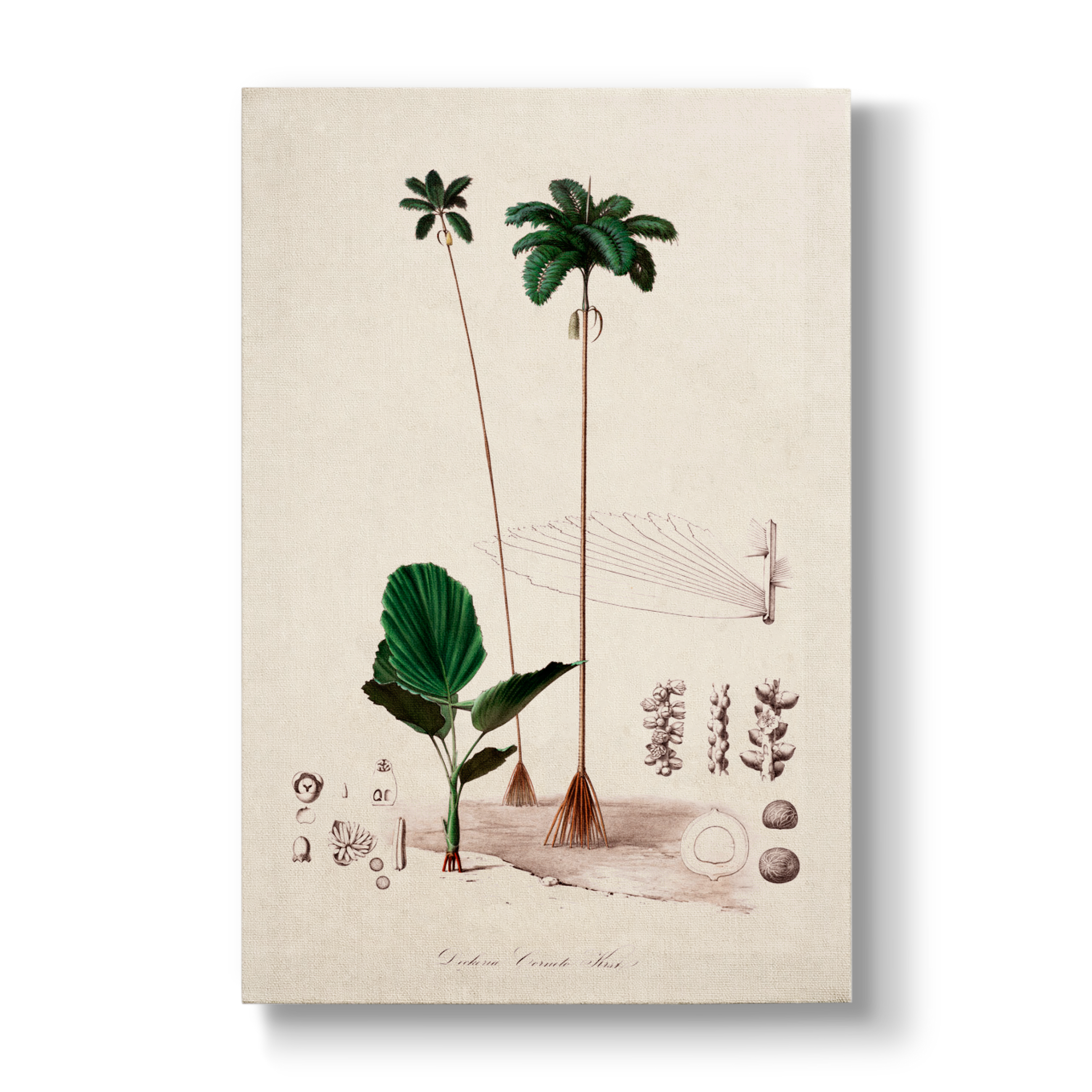 Deckeria cornuta - Botanical Print