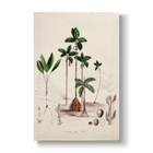 Dictyocaryum fuscum - Botanical Print
