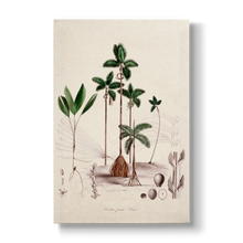 Dictyocaryum fuscum - Botanical Print