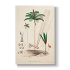 Oenocarpus Mapora- Botanical Print