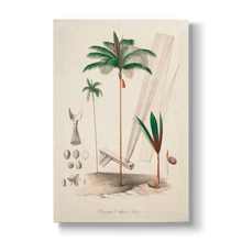 Oenocarpus Mapora- Botanical Print