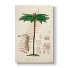 Cyathea Mettenii - Botanical Print