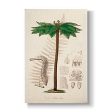 Cyathea Mettenii - Botanical Print