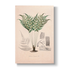 Asplenium ocanniense - Botanical Print