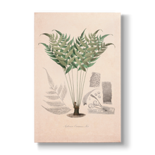 Asplenium ocanniense - Botanical Print