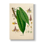 Sterculiaceae - Botanical Print