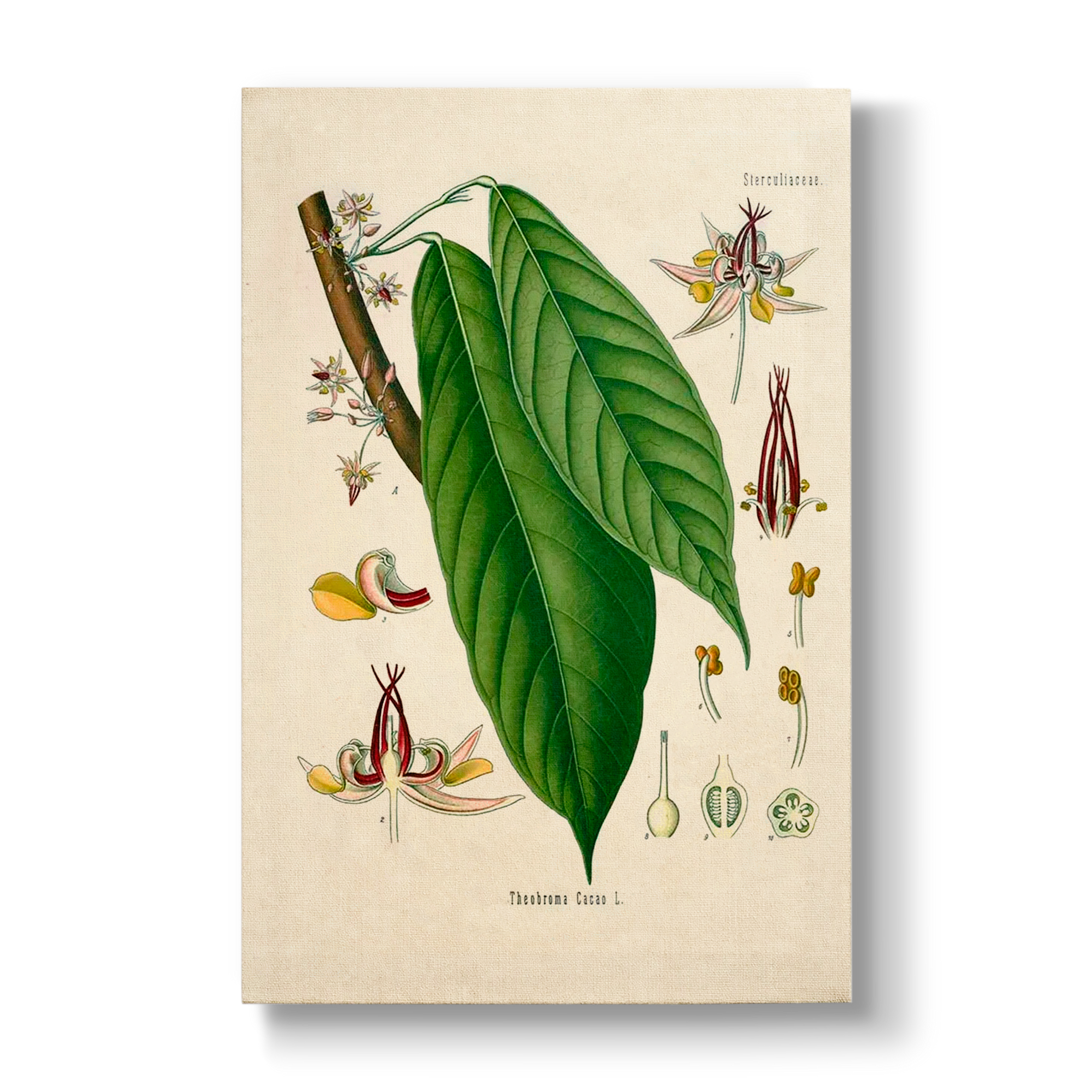 Sterculiaceae - Botanical Print