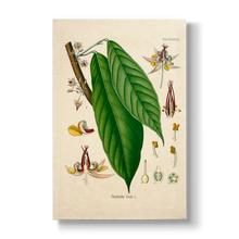 Sterculiaceae - Botanical Print