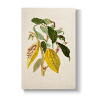 Cacau boom - Botanical Print