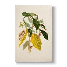 Cacau boom - Botanical Print
