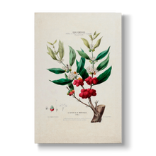 Le Cafier de la Martinique - Botanical Print