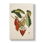 Cacao arbor (Cacao tree) - Botanical Print