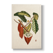 Cacao arbor (Cacao tree) - Botanical Print