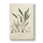 Dubois-Reymondia palpigera - Botanical Print