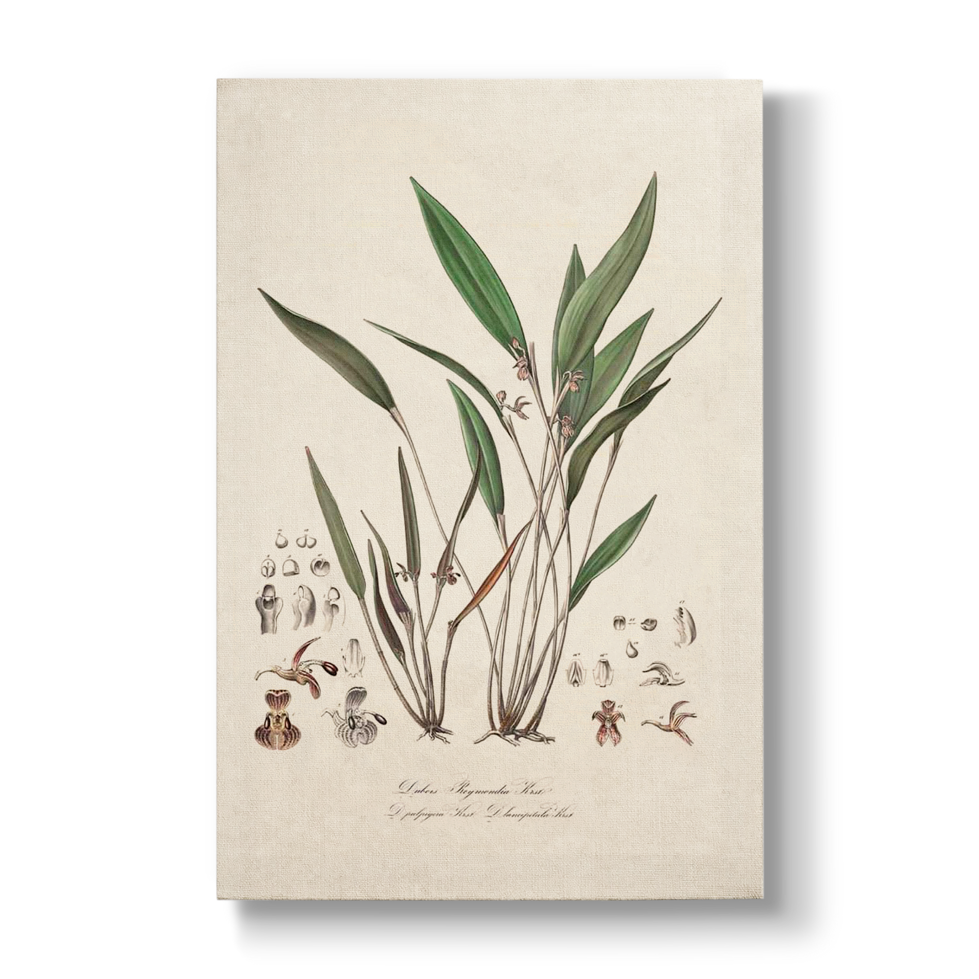 Dubois-Reymondia palpigera - Botanical Print