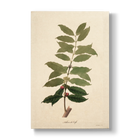 Coffea arabica - Botanical Print