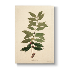 Coffea arabica - Botanical Print
