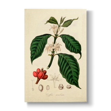 Arbore de Café - Botanical Print