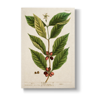 Coffee - Botanical Print