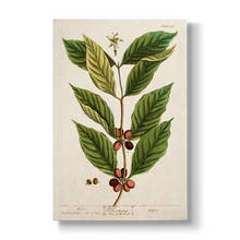 Coffee - Botanical Print