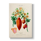 Momordica Les Mexicains - Botanical Print