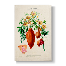 Momordica Les Mexicains - Botanical Print