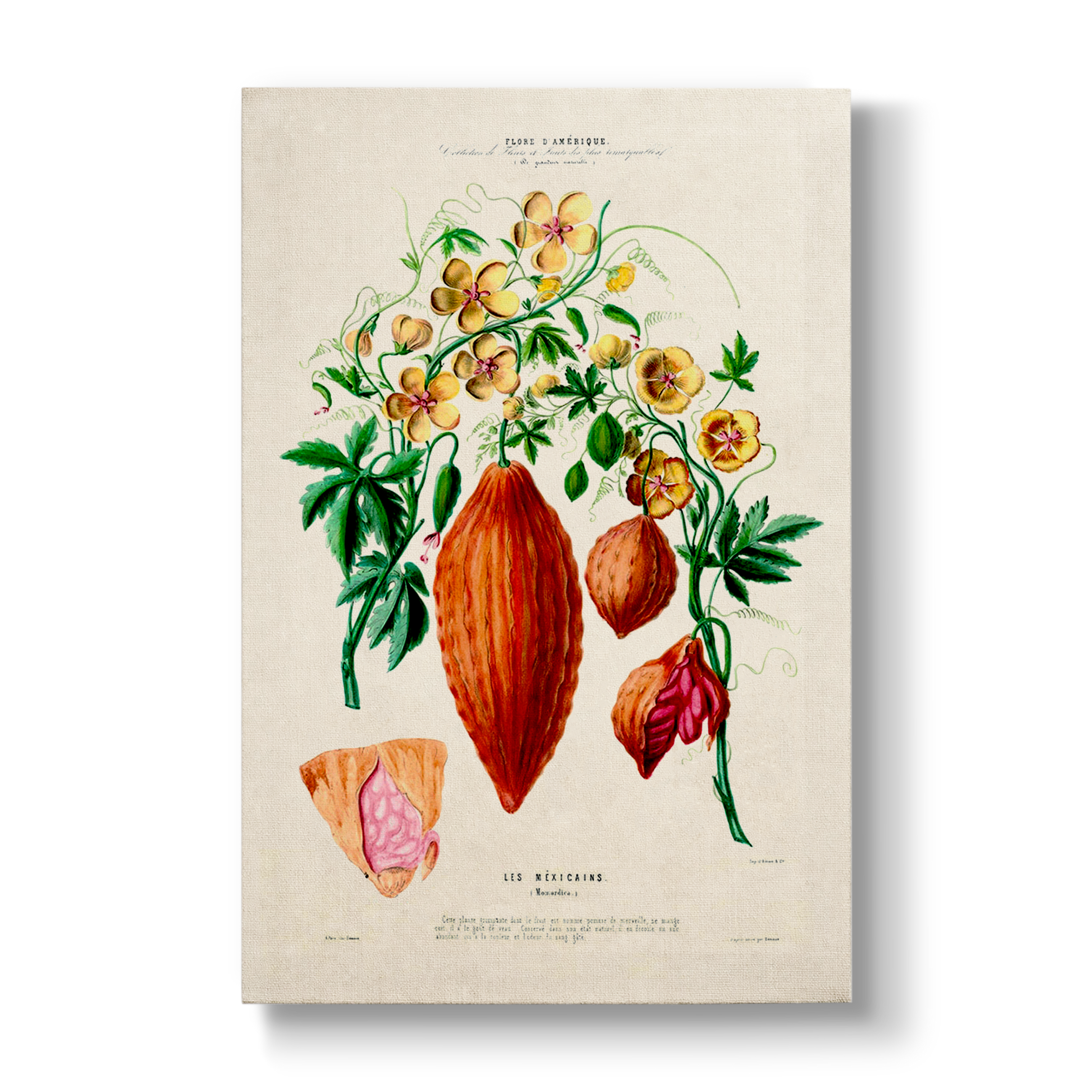 Momordica Les Mexicains - Botanical Print