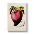 Annona muricata - Botanical Print