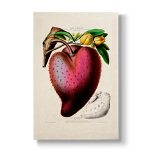 Annona muricata - Botanical Print
